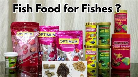 cheap fish food